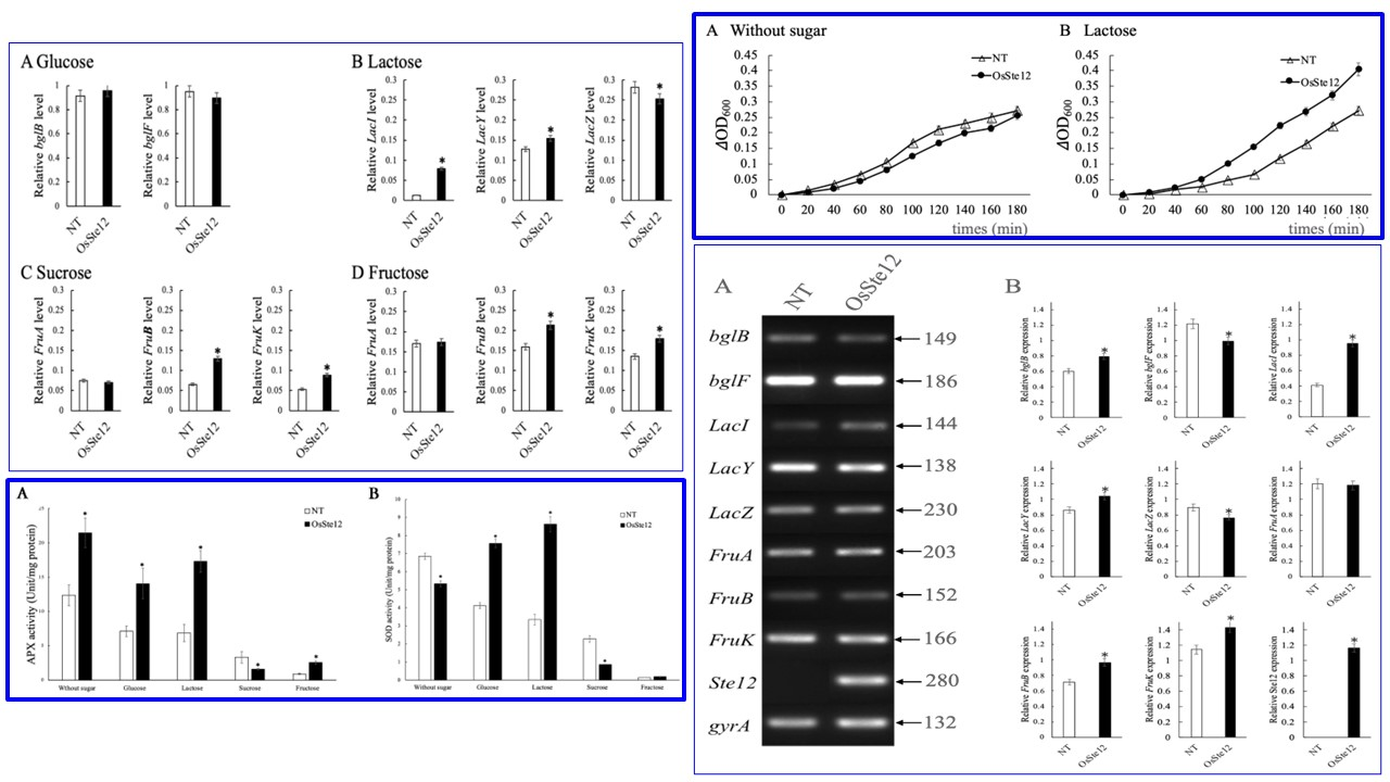 這是一張由四個部分組成的科學數據圖，展示水稻基因 OsSte12 在微生物宿主中的表現及其生理影響。圖表比較了非轉基因對照組（NT）與轉基因組（OsSte12）在不同醣類條件下的基因表現量、細菌生長曲線、酵素活性（APX 與 SOD）以及 RT-PCR 電泳分析結果。
