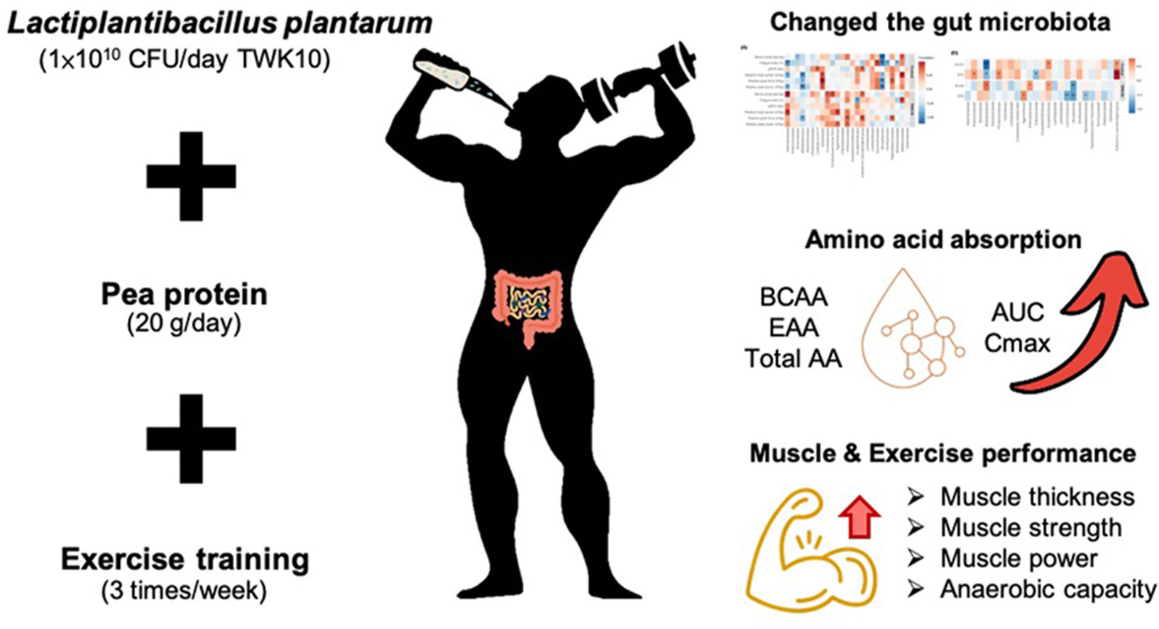 圖片展示了一項研究設計，探討豌豆蛋白、植物乳桿菌 TWK10 和阻力訓練的組合對素食運動員的影響。研究對象分為對照組（僅豌豆蛋白）和 TWK10 組（豌豆蛋白加 TWK10），並進行為期 28 天、每週三次的阻力訓練。圖示強調 TWK10 組的益處，包括改變腸道菌群、增加支鏈胺基酸 (BCAA)、必需胺基酸 (EAA) 和總胺基酸的吸收（以曲線下面積 AUC 和最大濃度 Cmax 增加表示），以及提升肌肉和運動表現（肌肉厚度、力量、爆發力和無氧能力）。研究結果表明，TWK10 能有效促進豌豆蛋白的胺基酸吸收，並改善肌肉生長和運動能力。