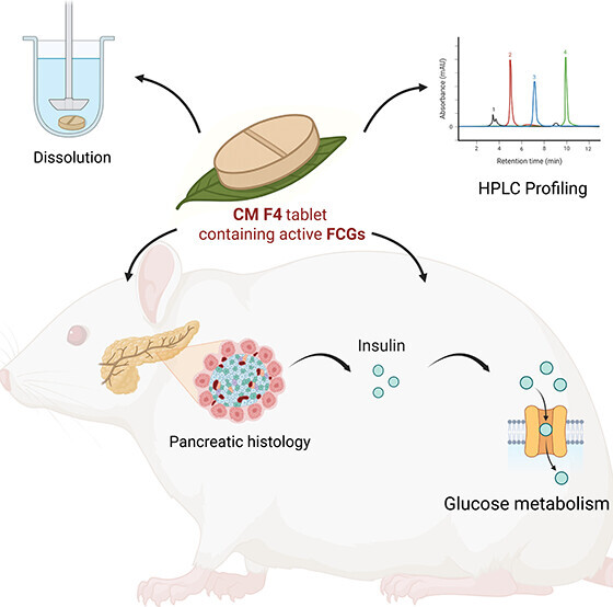 本研究旨在克服黃酮 C-醣苷 (FCGs) 水溶性差、生物利用度低的限制，因此利用傳統抗糖尿病植物決明 (Cassia mimosoides L.) 的富含 FCGs 提取物，開發出優化的 CM F4 藥片製劑；體外分析（對應流程圖上方的溶出度和 HPLC 分析）證實，CM F4 成功提高了 FCGs 的釋放和穩定性，為體內療效奠定基礎；隨後在糖尿病大鼠模型中進行體內藥理研究，結果顯示 CM F4 顯著降低了空腹血糖並改善了葡萄糖耐受性；其作用機制包括恢復胰腺 β 細胞結構（對應流程圖左下方的胰腺組織學）和增加胰島素水平，進而透過調節關鍵碳水化合物代謝酶和上調 PI3K/AKT 和 AMPK 等胰島素信號傳導通路（對應流程圖右下方的葡萄糖代謝）來改善全身代謝；總之，本研究證明 CM F4 是一種新型製劑，能有效增強植物來源 FCGs 的抗糖尿病功效，為 2 型糖尿病管理提供了一個有前景的植物藥學解決方案。