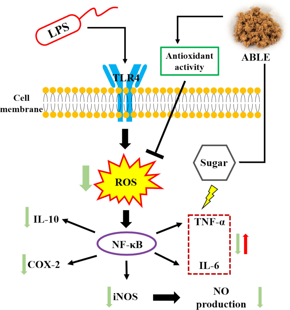 這張圖片展示了黑檸檬提取物 (ABLE) 的抗炎機制。圖中顯示，脂多醣 (LPS) 會激活細胞膜上的 TLR4 受體，進而產生活性氧 (ROS) 和促炎介質，如 TNF-α 和 IL-6。黑檸檬提取物 (ABLE) 具有抗氧化活性，可以抑制 ROS 的產生。此外，ABLE 還可以抑制 NF-κB 的活化，從而減少 iNOS 的表達和 NO 的產生，並降低促炎細胞因子 TNF-α 和 IL-6 的水平。圖中還顯示，ABLE 可以增加抗炎細胞因子 IL-10 的表達。總體而言，此圖說明了黑檸檬提取物通過多種途徑發揮抗炎作用。   資料來源和相關內容
