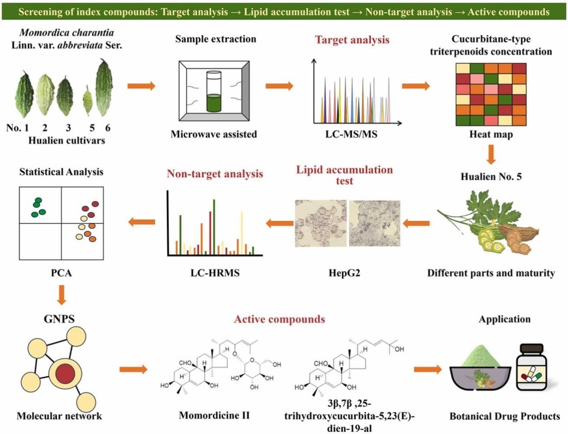 圖片流程圖展示苦瓜（Momordica charantia Linn.）中葫蘆烷型三萜類化合物的篩選與活性研究。透過微波輔助萃取，利用 UPLC-MS/MS 進行目標分析，LC-HRMS 結合 GNPS 進行非目標分析。結果顯示花蓮 5 號苦瓜的葫蘆烷型三萜類含量最高，且不同部位和成熟度的花蓮 5 號苦瓜（除未成熟全果外）均能顯著抑制油酸誘導的肝細胞脂質累積。藤蔓的活性最強，透過非目標分析鑑定出 3β,7β,25-三羥基葫蘆-5,23(E)-二烯-19-醛和苦瓜素 II 為改善非酒精性脂肪肝的活性成分，可應用於植物藥產品開發。