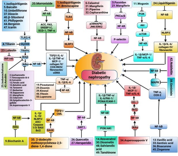 天然化合物多途徑調控糖尿病腎病變作用機制圖。